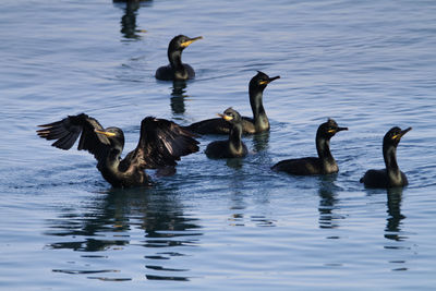 Group of shag swimming in the sea, brijuni national park
