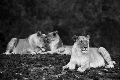 Lions relaxing on field