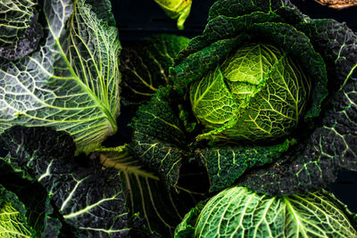 Full frame shot of cabbages for sale