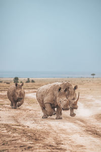 View of rhinos running on field