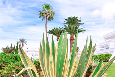 plant