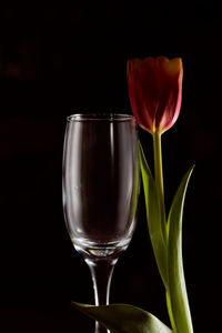 Close-up of flower in glass against black background
