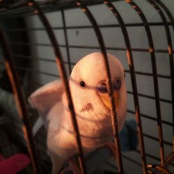 Close-up of a parrot in cage