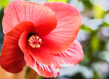 Close-up of red hibiscus flower