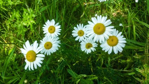 Close-up of white daisy flowers in field