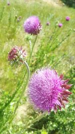 Close-up of purple thistle blooming on field