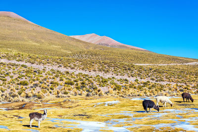 Animals on landscape with mountains in background