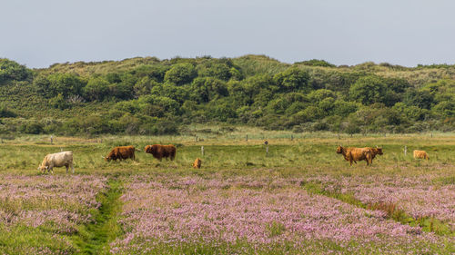 Cows grazing on field against sky