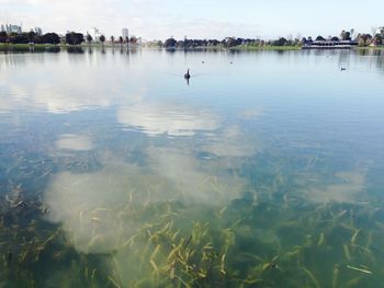 View of ducks swimming in lake