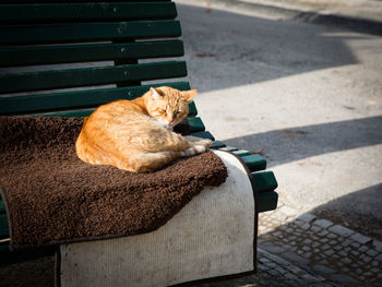 View of sleeping cat