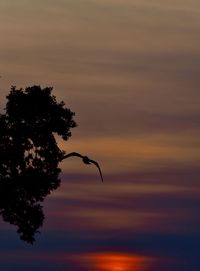 Silhouette of tree against orange sky