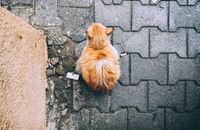 High angle view of cat on cobblestone