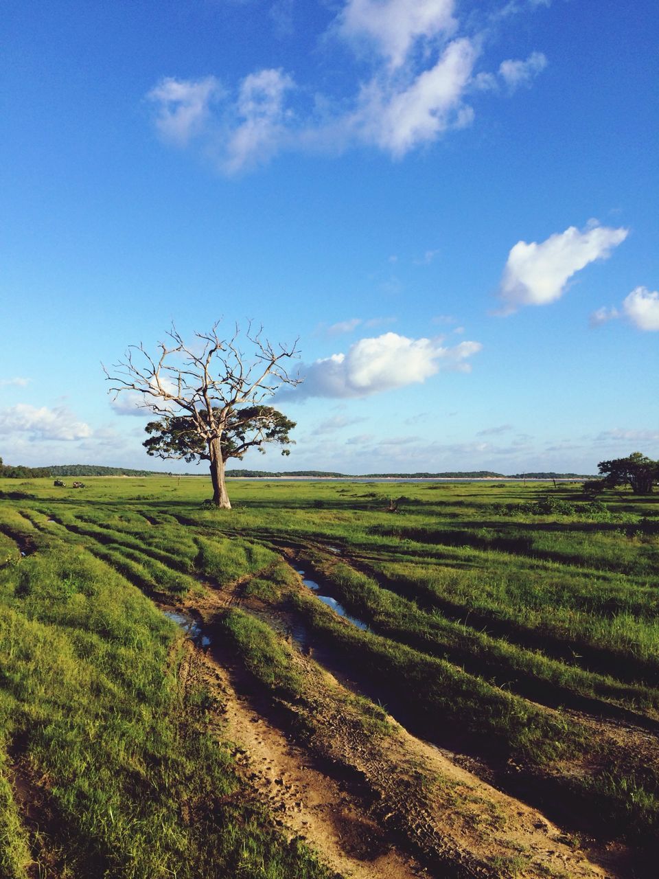 landscape, tranquil scene, field, tranquility, sky, scenics, grass, rural scene, beauty in nature, nature, tree, agriculture, growth, blue, cloud, horizon over land, cloud - sky, green color, farm, grassy