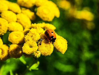 Close-up of insect on yellow flower