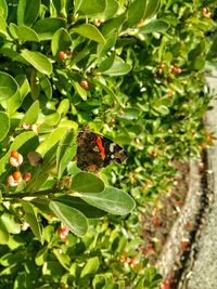 Close-up of caterpillar on tree