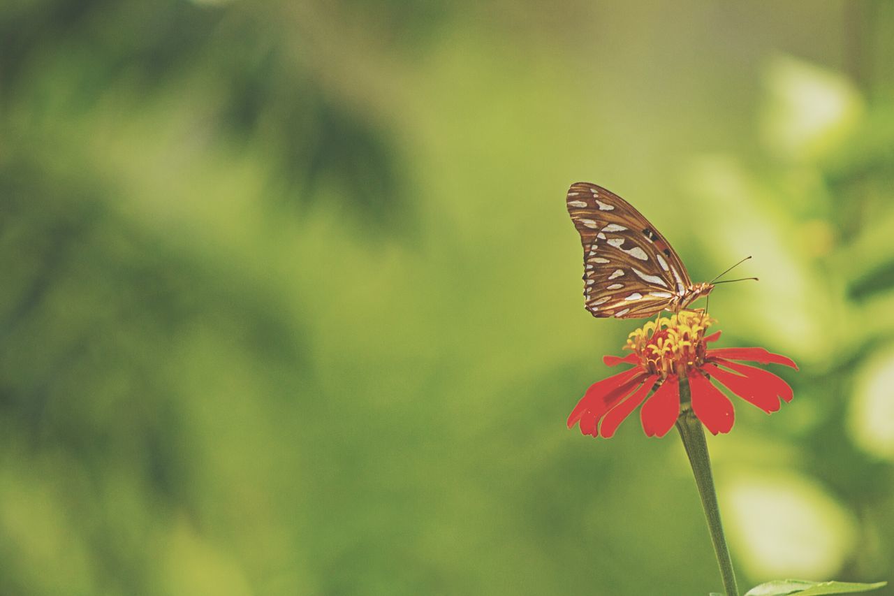 insect, one animal, animals in the wild, animal themes, flower, wildlife, butterfly - insect, focus on foreground, butterfly, close-up, fragility, beauty in nature, plant, pollination, nature, animal wing, freshness, growth, petal, animal antenna