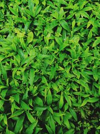 Full frame shot of green leaves