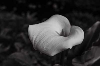 Cropped hand of man holding plant