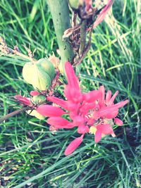 Close-up of red flowers