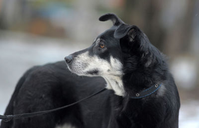 Close-up of a dog looking away