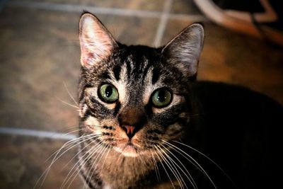 Close-up portrait of a cat