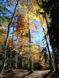 Low angle view of trees against sky