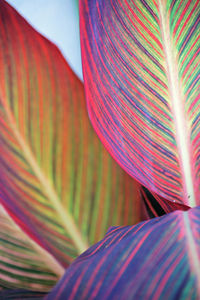 Full frame shot of multi colored plant