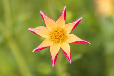 Close-up of pink flower