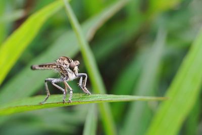 Close-up of lizard on leaf