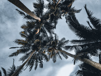 Low angle view of palm trees against sky