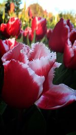 Close-up of red flower