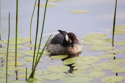 Close-up of duck swimming in lake