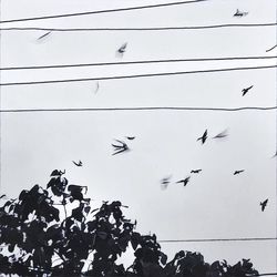 Low angle view of birds perching on power line