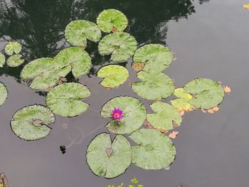 High angle view of water lily amidst leaves floating on lake