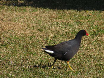 High angle view of bird on field