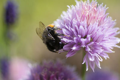 Close-up of butterfly pollinating on purple flower