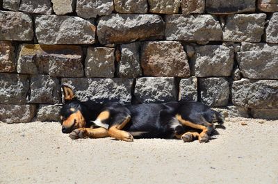 Dog sleeping on wall