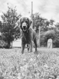 Dog standing on field