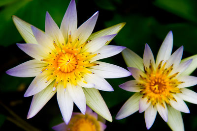 Close-up of daisy flowers