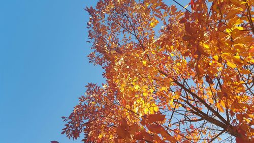 Low angle view of trees against sky