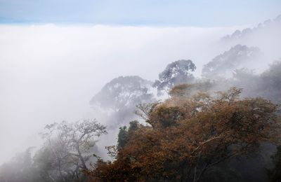 Scenic view of tree mountains against sky