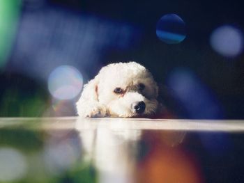 Close-up portrait of puppy