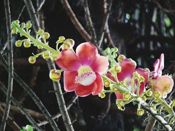 Close-up of pink flowers