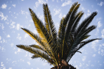 Low angle view of palm tree against sky