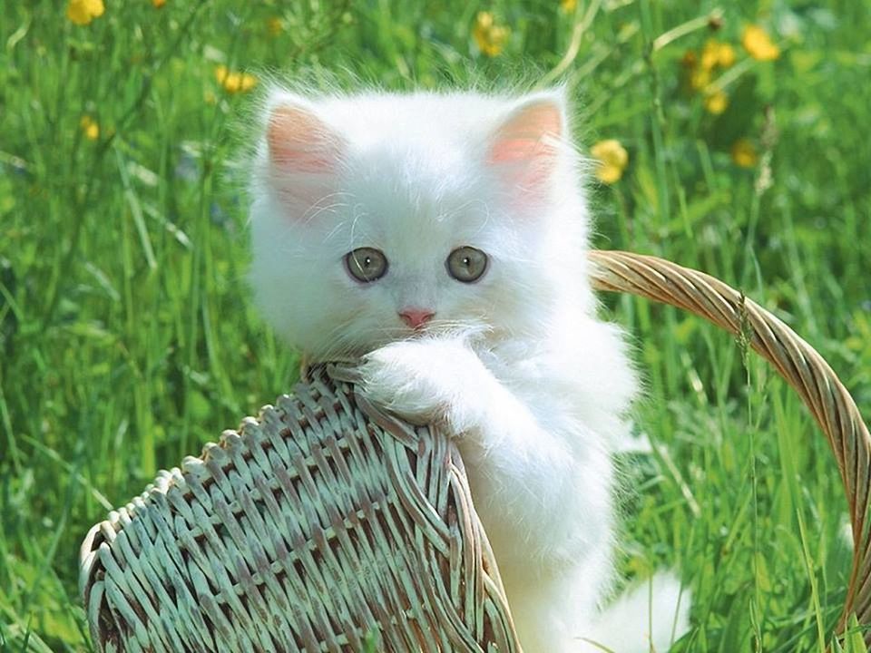 one animal, animal themes, domestic cat, cat, pets, feline, domestic animals, looking at camera, portrait, mammal, whisker, grass, close-up, sitting, white color, front view, focus on foreground, alertness, staring, outdoors