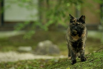 A tortoiseshell