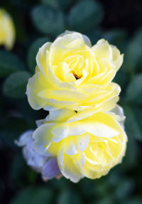 Close-up of yellow flower blooming outdoors