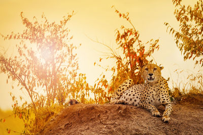 Cheetah resting on rock against plants