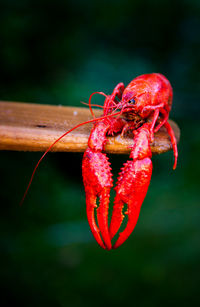 Close-up of red snake