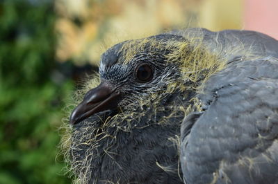 Close-up of eagle